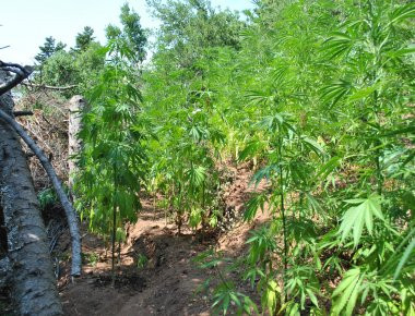 Άλλη μια χασισοφυτεία εντοπίστηκε από το ελικόπτερο της ΕΛ.ΑΣ. στην Τριφυλία Μεσσηνίας